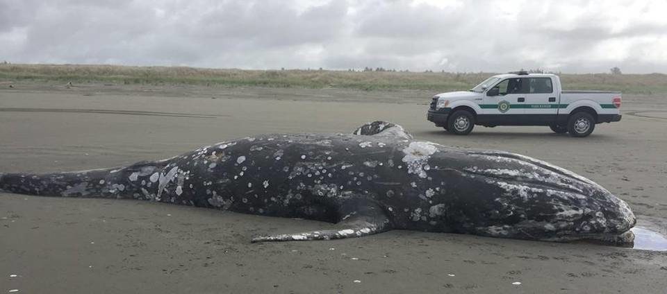Click to enlarge Washington State Parks rangers will be leaving this dead whale to decay on the beach near Twin Harbors State Park south of Westport after it washed ashore Tuesday.