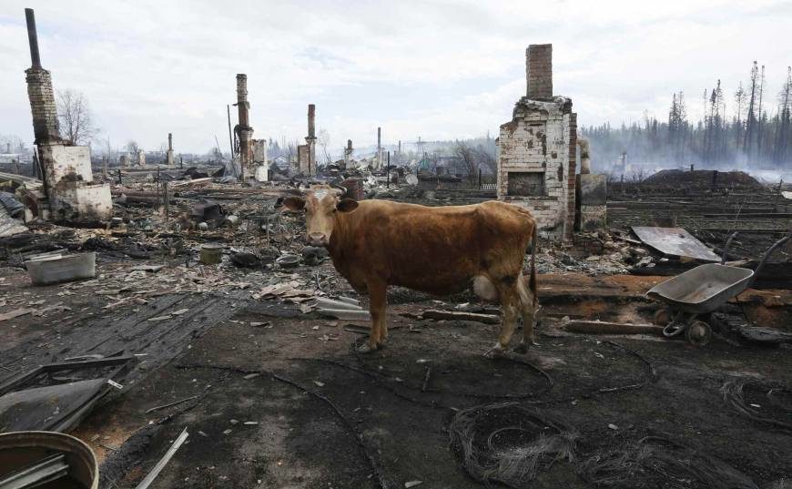 Click to enlarge A cow stands amid houses that burned in wildfires in the Siberian settlement of Strelka, on the bank of the Angara River in Russia’s Krasnoyarsk region, on Thursday.