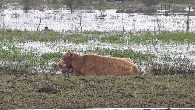 cow near flood