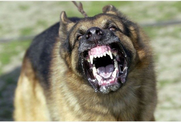 Two people have been taken to hospital after being attacked by their dogs. Stock image: it is not yet known what breed of dogs were involved in the attack.