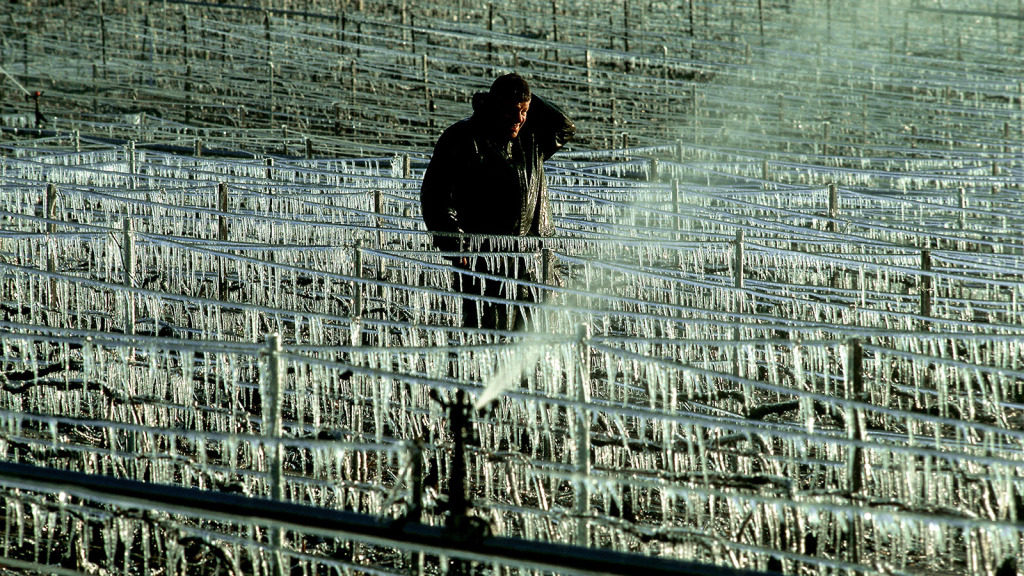 Click to enlarge france vineyards frozen 2017