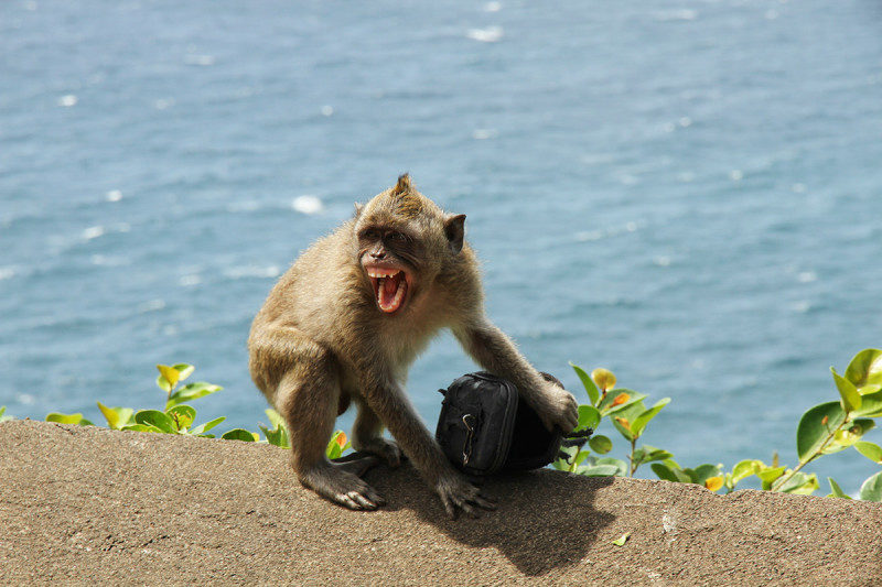 monkey with coconut