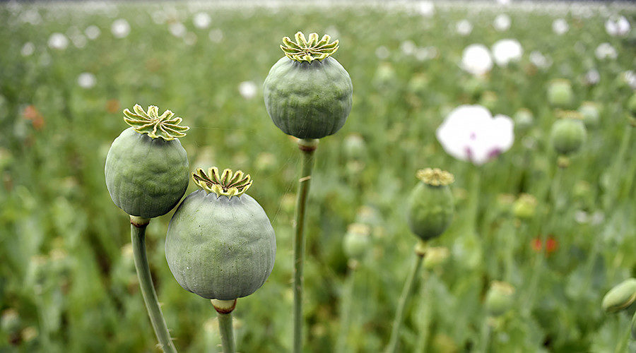 poppy field