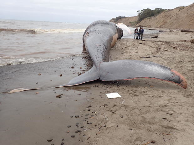 A 79-foot blue whale carcass rests on the sand at Agate Beach in Bolinas. (May 26, 2017)