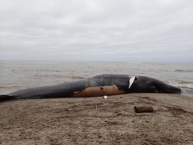 Click to enlarge A 79-foot blue whale carcass rests on the sand at Agate Beach in Bolinas. (May 26, 2017)