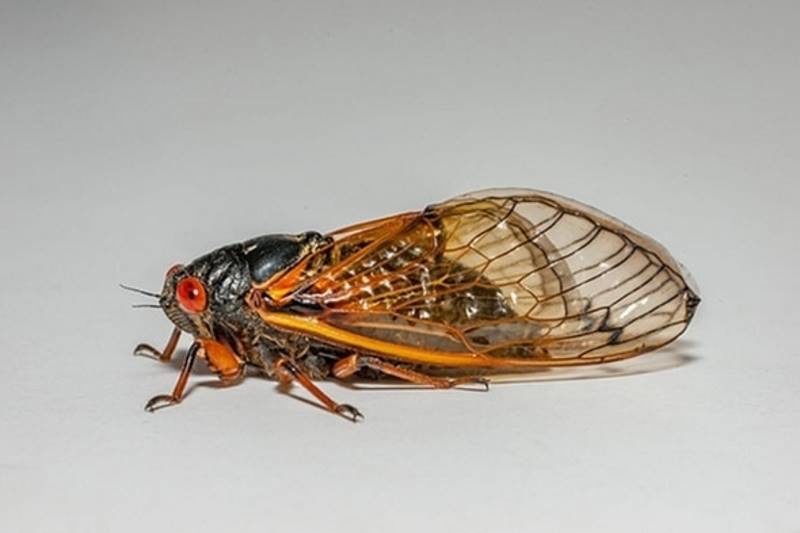 Click to enlarge cicada