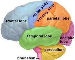 brain regions