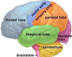 brain regions
