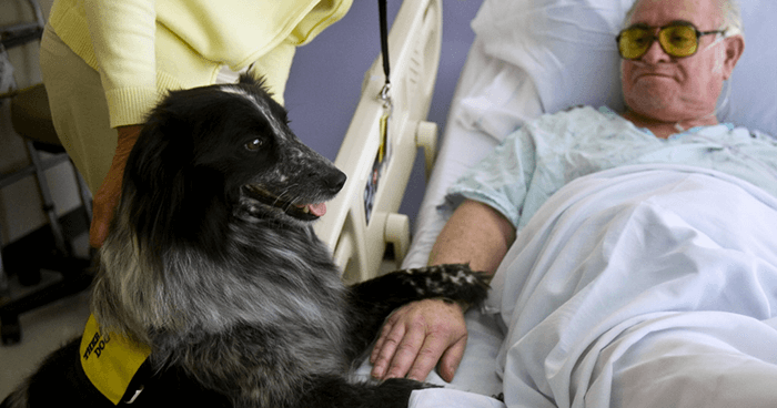 Click to enlarge Older people are brought therapy animals to alleviate the lack of touch in their lives.
