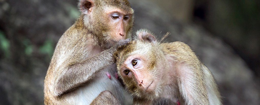 monkey social ability