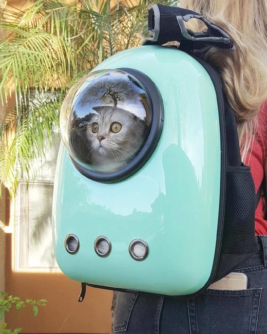 Click to enlarge Cat capsule