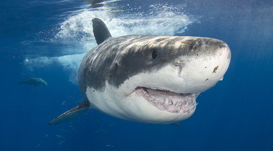 Click to enlarge Shark