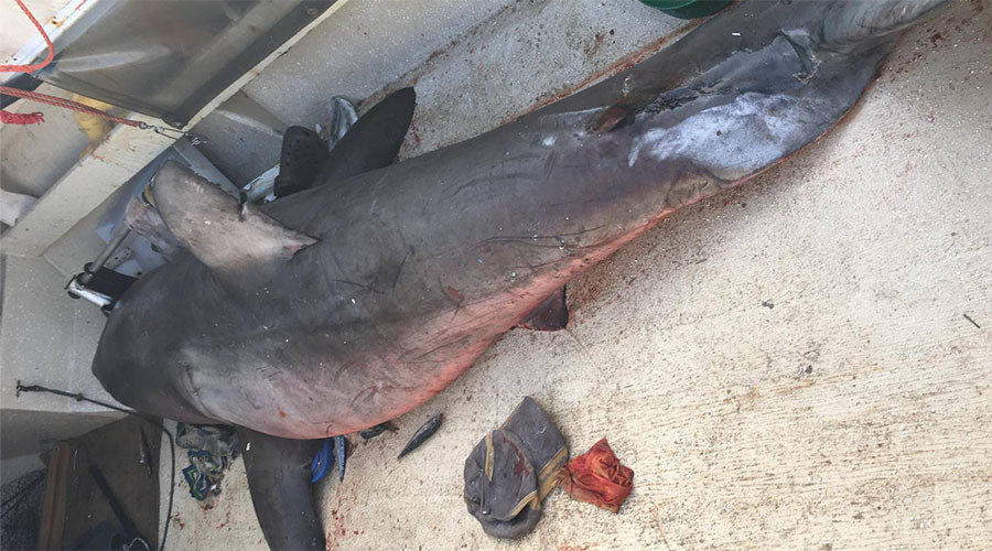 Click to enlarge Shark