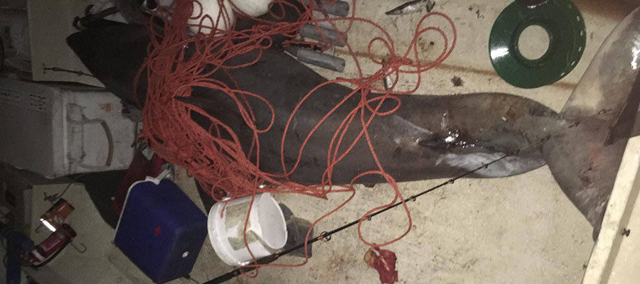 Click to enlarge Shark