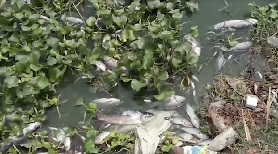 Click to enlarge dead fish in India