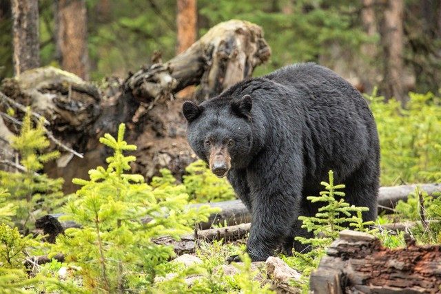 Click to enlarge Black bear