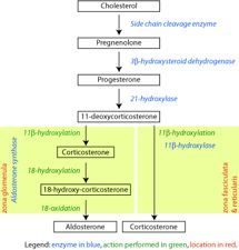 Click to enlarge cholesterol and hormones