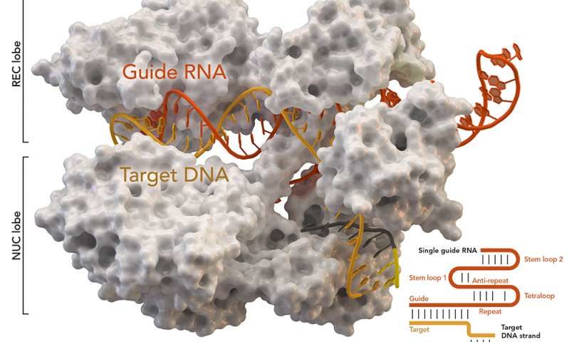 Click to enlarge CRISPR gene editing
