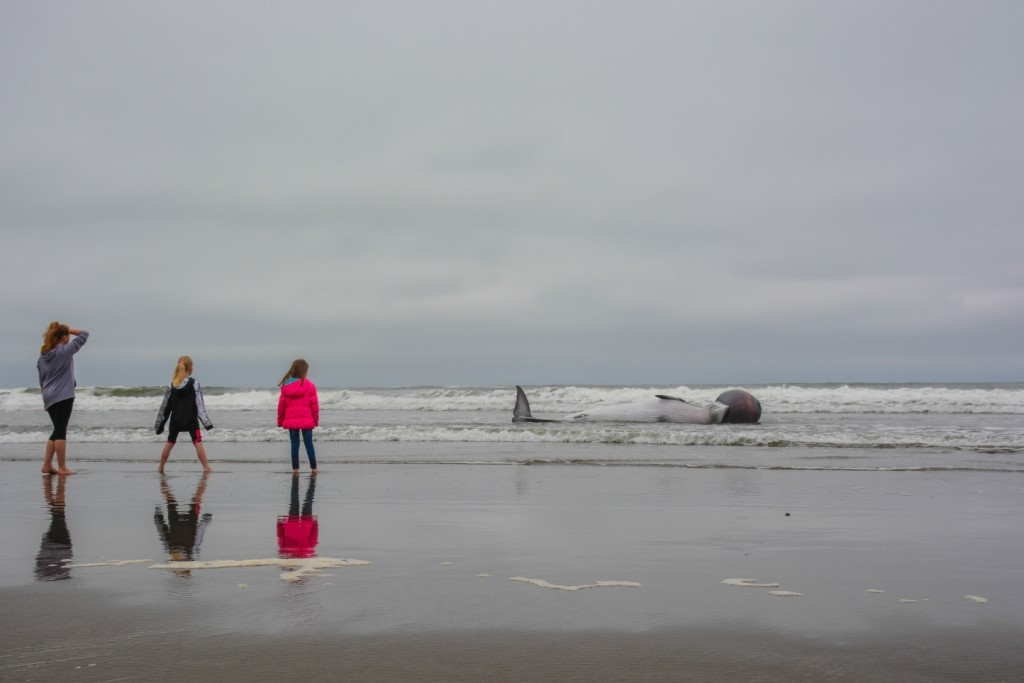 People at Long Beach Peninsula, Pacific County, view a small minke whale that had died and washed ashore Sunday. 