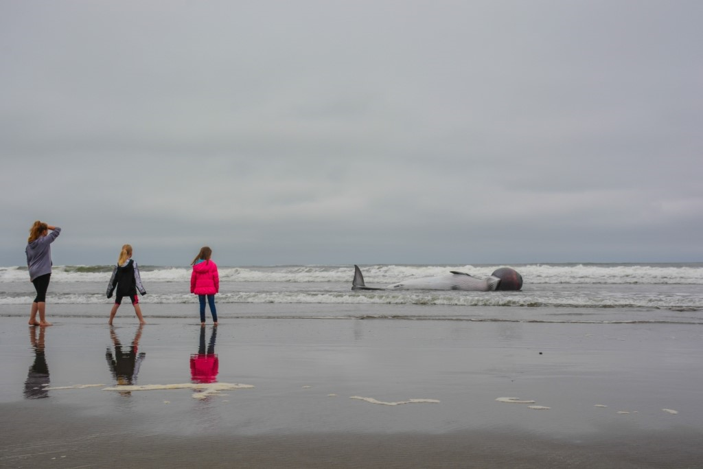 Click to enlarge People at Long Beach Peninsula, Pacific County, view a small minke whale that had died and washed ashore Sunday.
