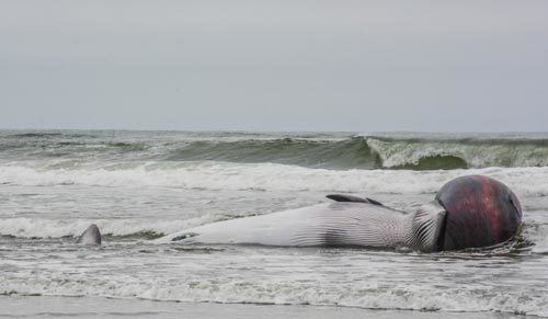 Click to enlarge Minke whale