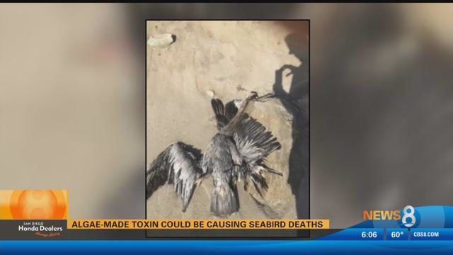 dead birds