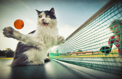 Click to enlarge Cat-pong