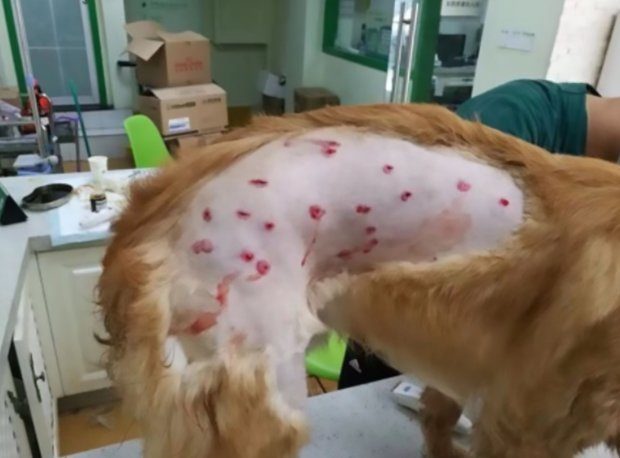 Click to enlarge Er Mao's injuries