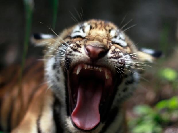 Bengali tiger cub