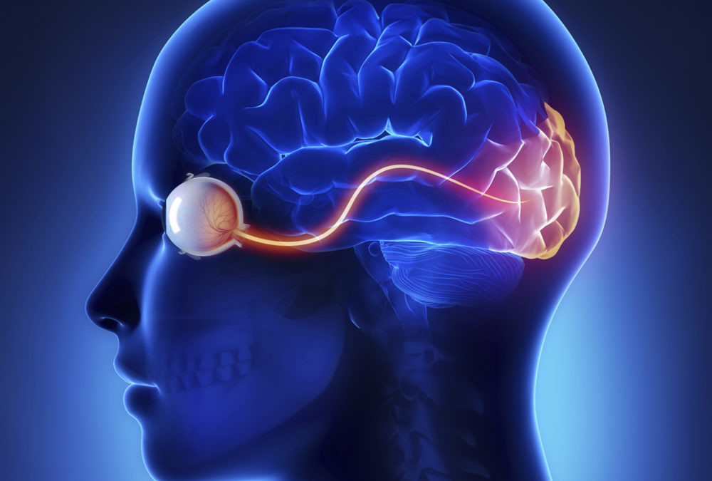 visual cortex