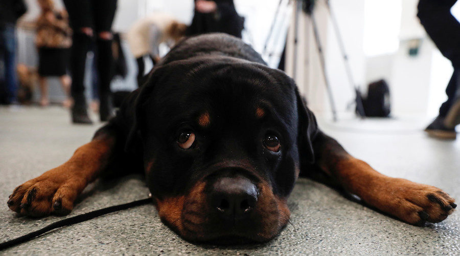 sad dog