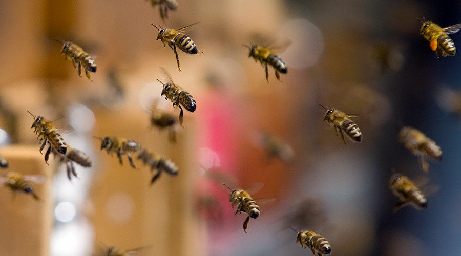 swarm of bees