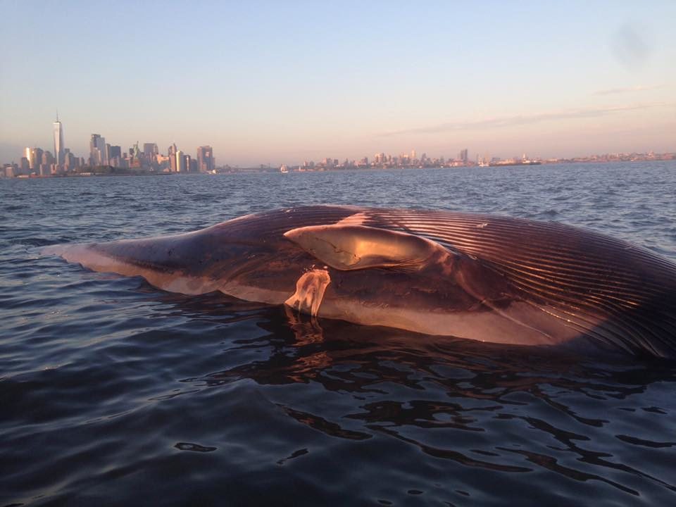 Whale body in Hudson River at liberty park