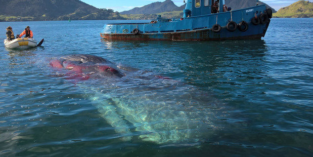 Hapu with links to Whangarei Harbour differ on how a sperm whale carcass should be disposed of. 