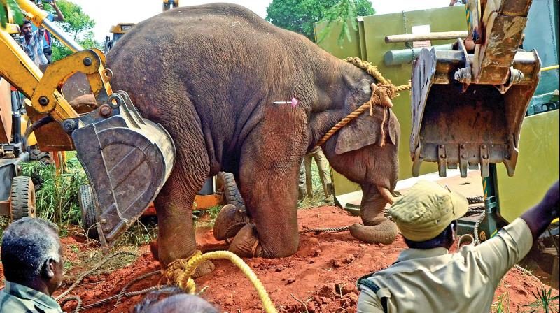 The elephant, which is in sedation, is pushed into a lorry in Vellalore.