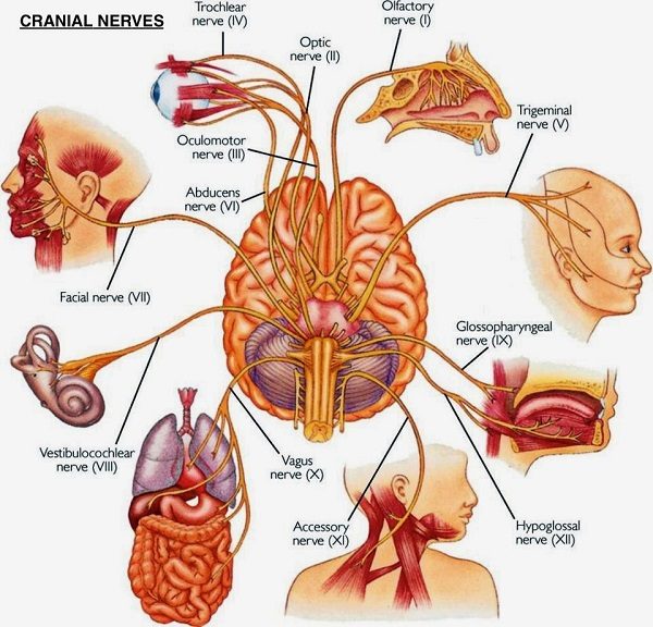 Click to enlarge Vagus nerve