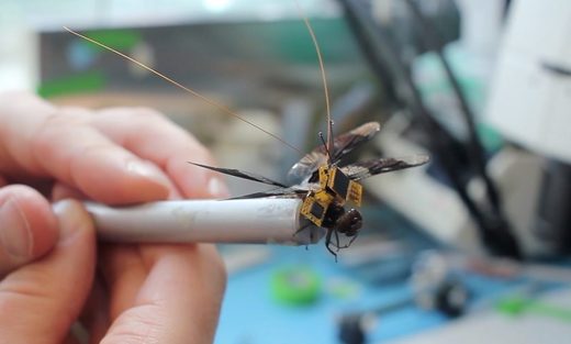 dragon fly eye