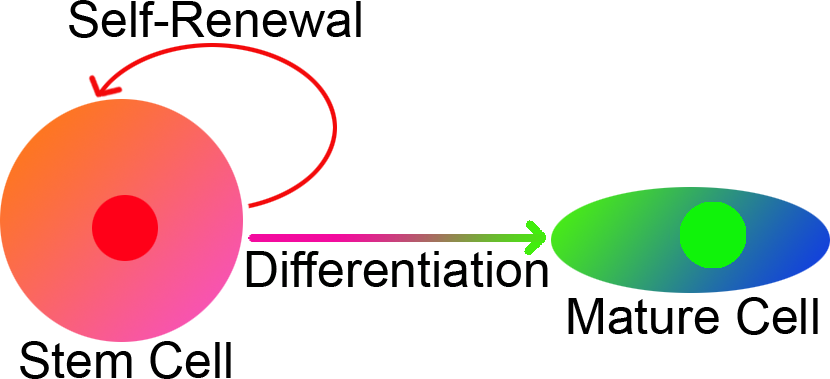 stem cells