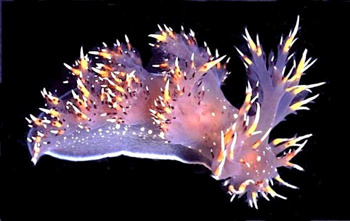Click to enlarge Giant Nudibranch