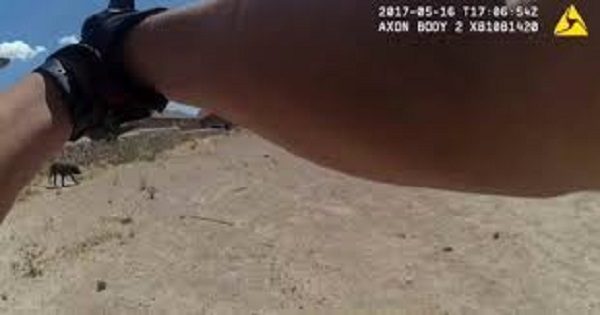 Cops shoot dog