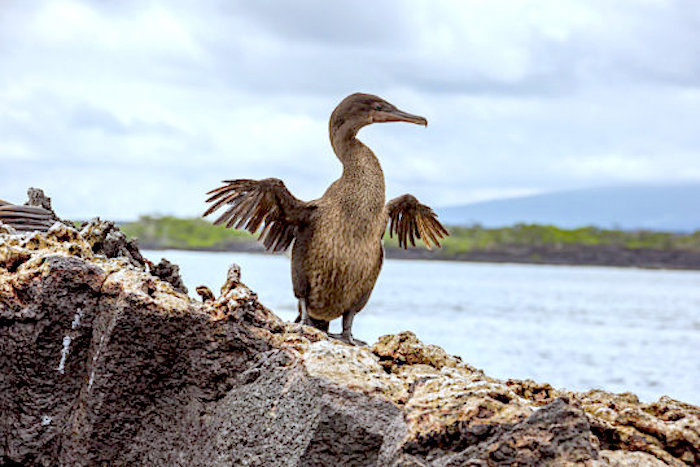 Click to enlarge Cormorant