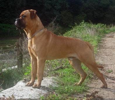 Click to enlarge A bullmastiff dog, the breed at the centre of the investigation