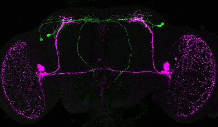Click to enlarge neurons