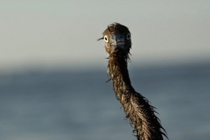Click to enlarge oily bird