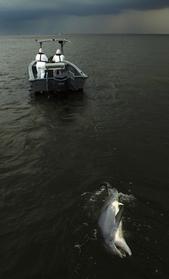 dead dolphin oil spill