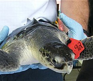 tagged turtle