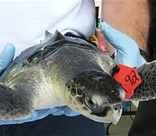 Click to enlarge tagged turtle