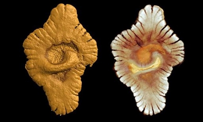 Click to enlarge Image