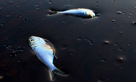 dead fish Deepwater Horizon spill