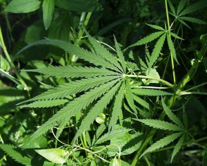 Click to enlarge marijuana